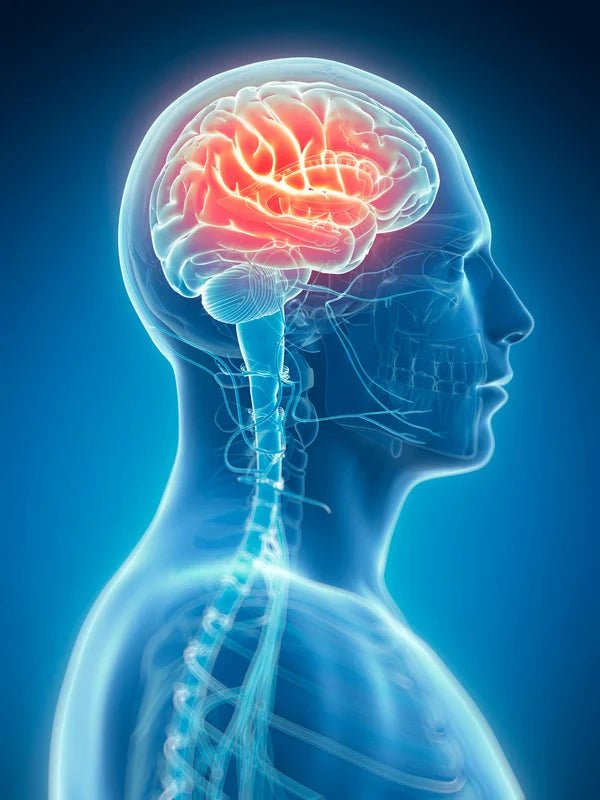 Brain Health Booster